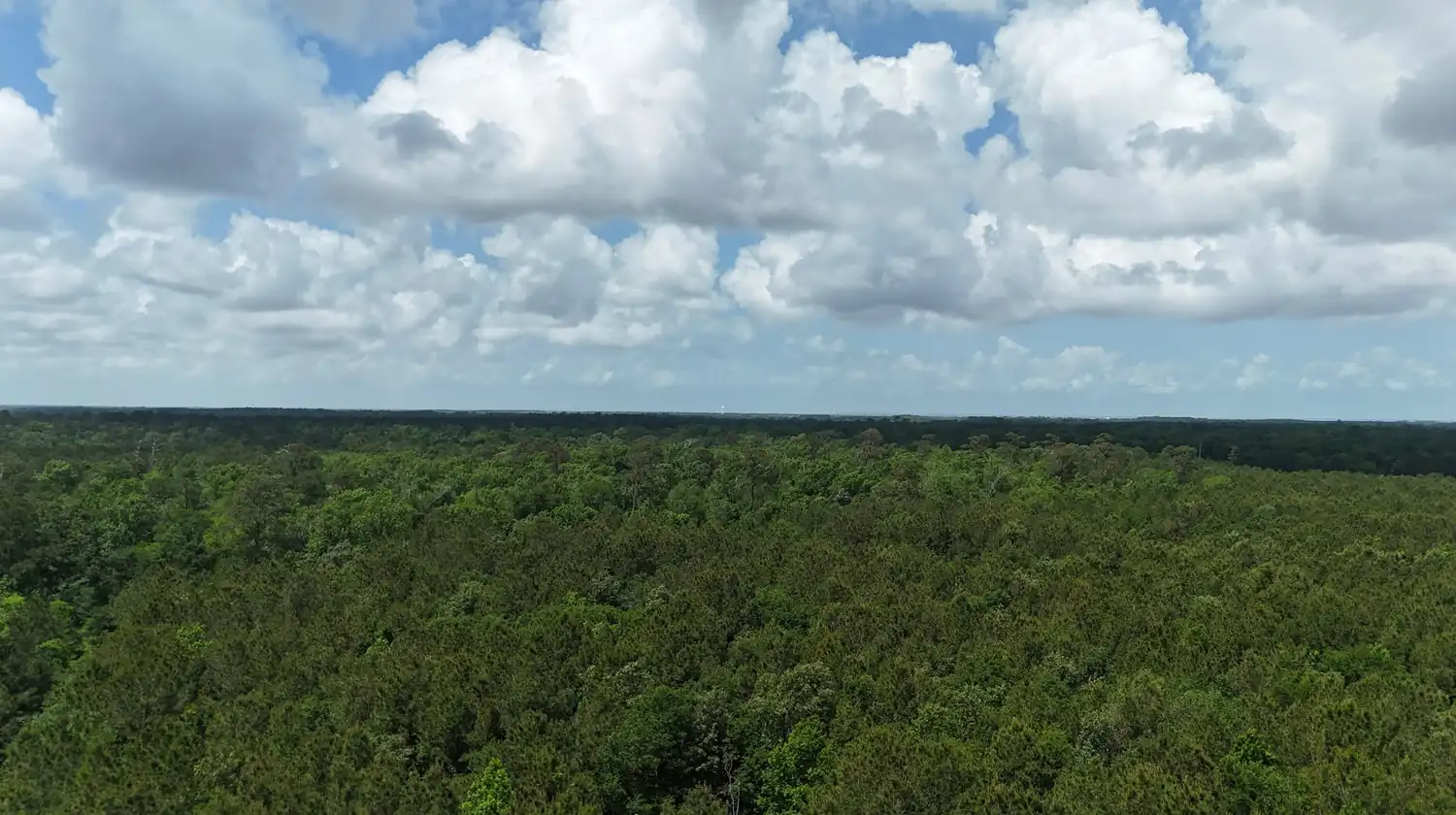 Wide horizon over the wooded Tract 2 parcel along FM 562, Chambers County, Texas, with clouds overhead.