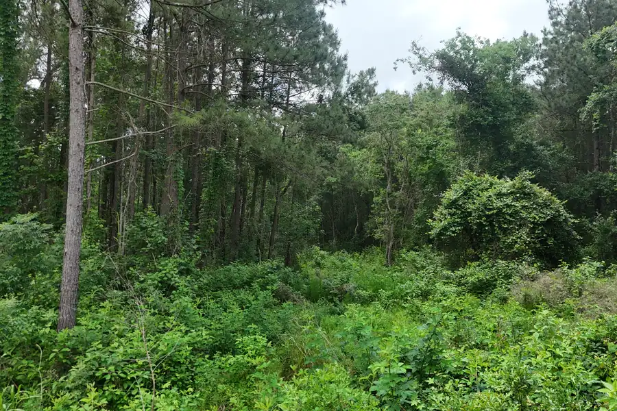 Standing inside the tree line on Tract 2, Anahuac, Texas.