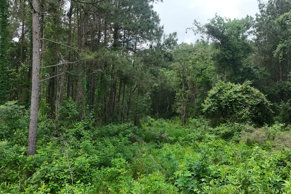 Standing inside the tree line on Tract 2, Anahuac, Texas.