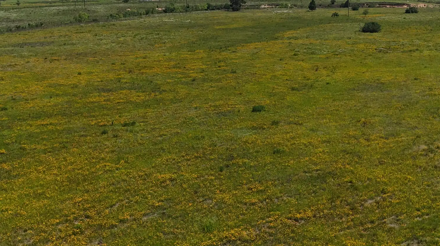 Wildflower pasture under a wide sky on Tract 4, Sealy, Texas.