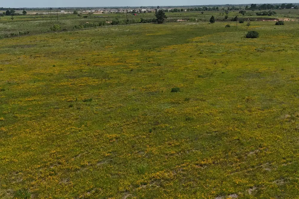 Wildflower pasture on Tract 4, Sealy, Texas.